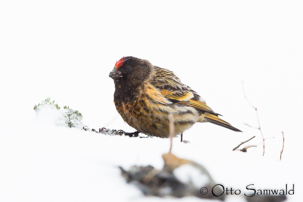 Fire-fronted Serin - Otto Samwald