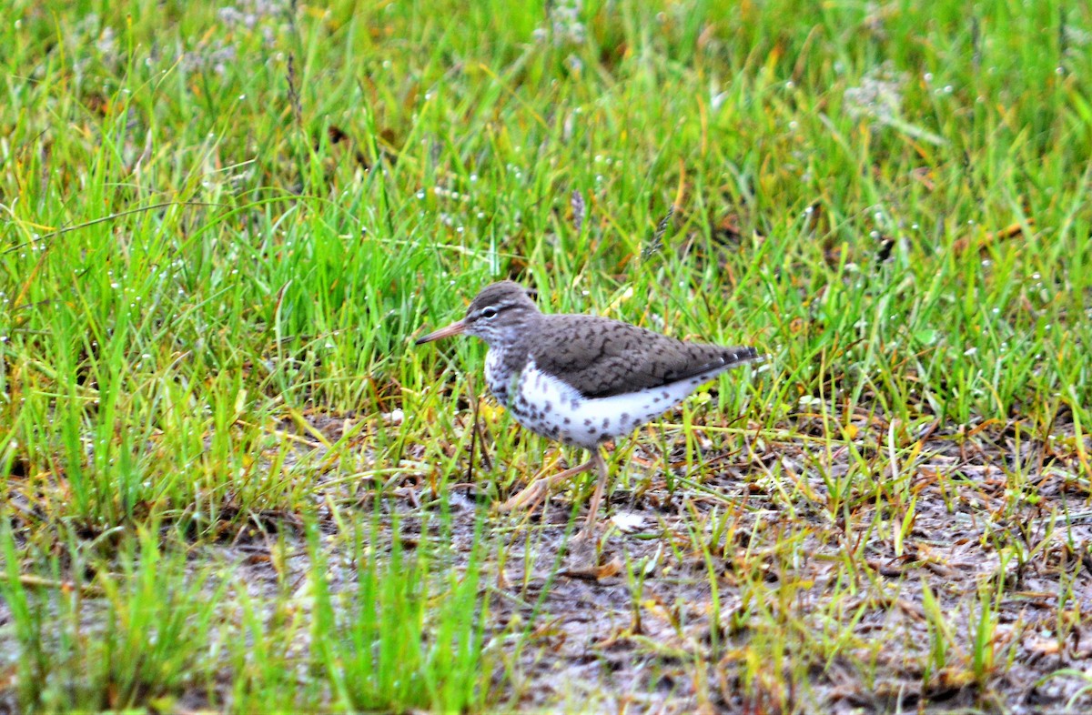Spotted Sandpiper - Chad Pumpelly