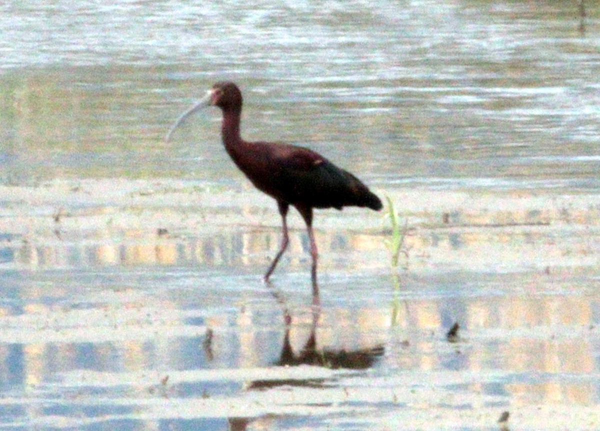 ibis americký - ML162449771