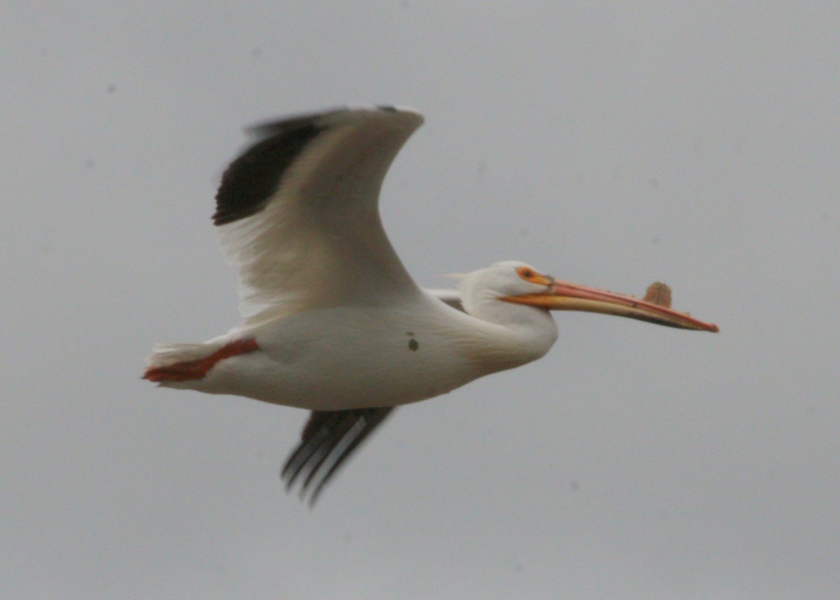 pelikán severoamerický - ML162449811