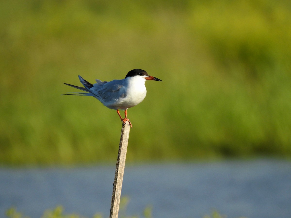 Forster's Tern - Joey Magerl