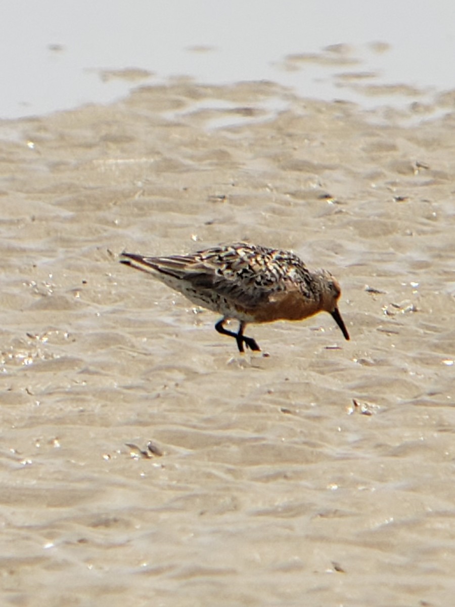 Red Knot - ML162451941