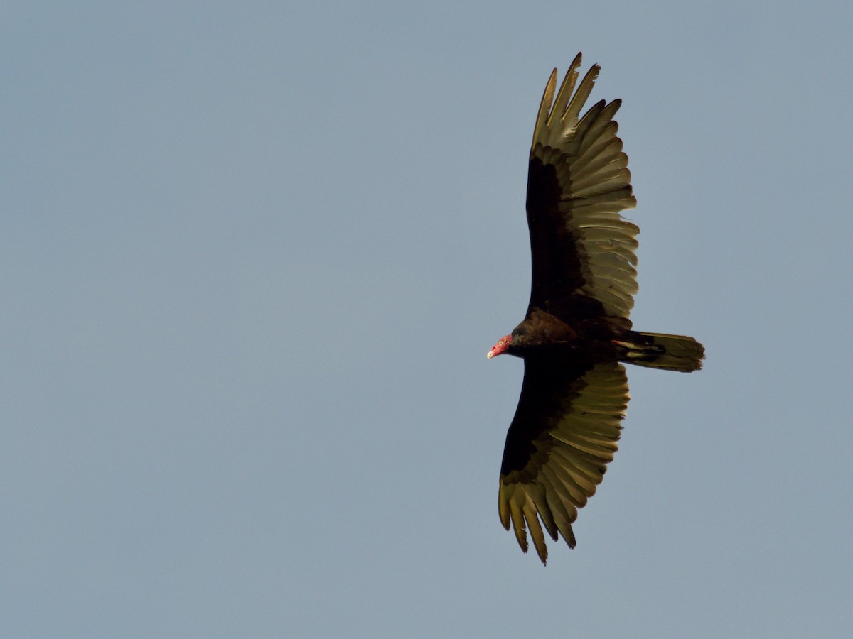 Turkey Vulture - Trevor Churchill