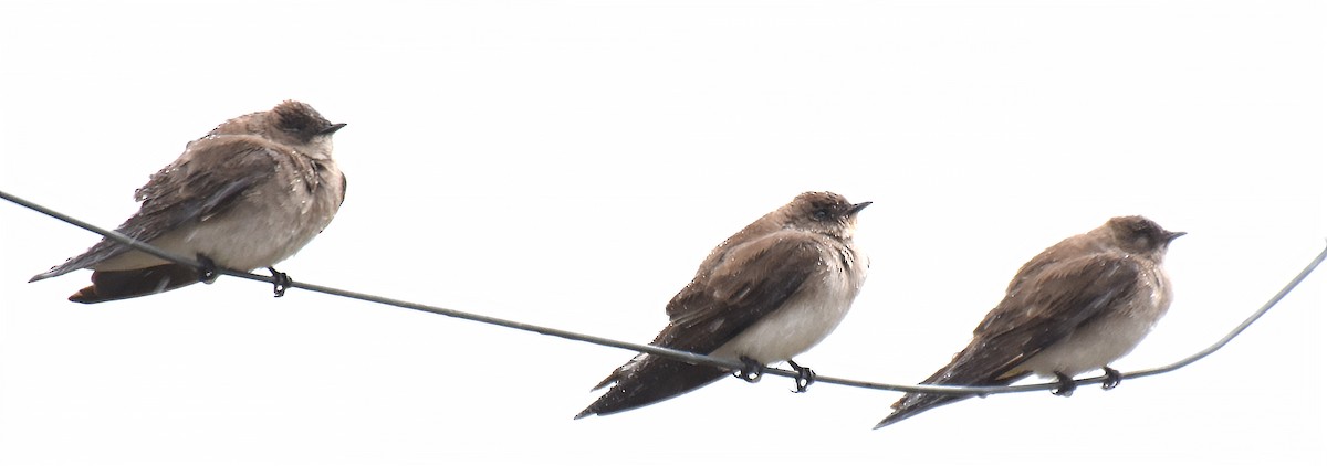 Northern Rough-winged Swallow - ML162455181