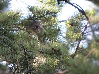 Dusky Grouse, ML162455301