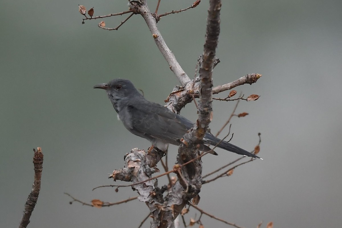 Gray-bellied Cuckoo - Sriram Reddy