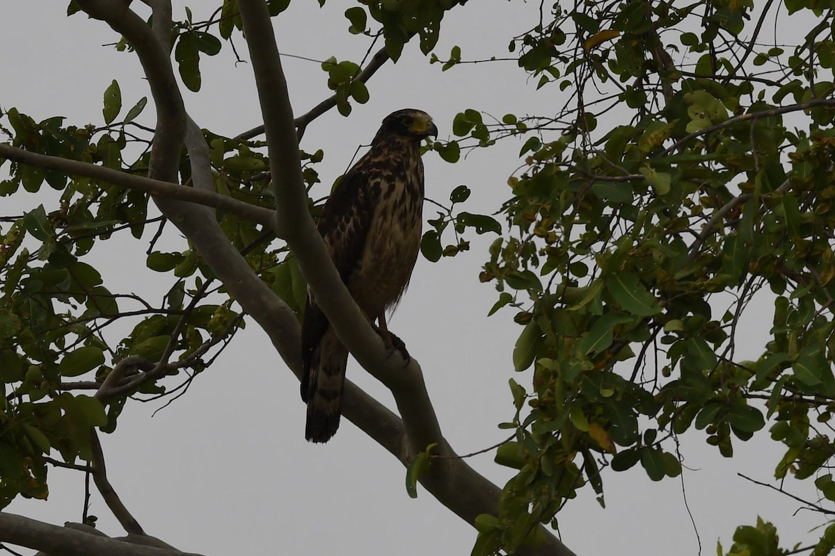 Crested Serpent-Eagle - ML162455991