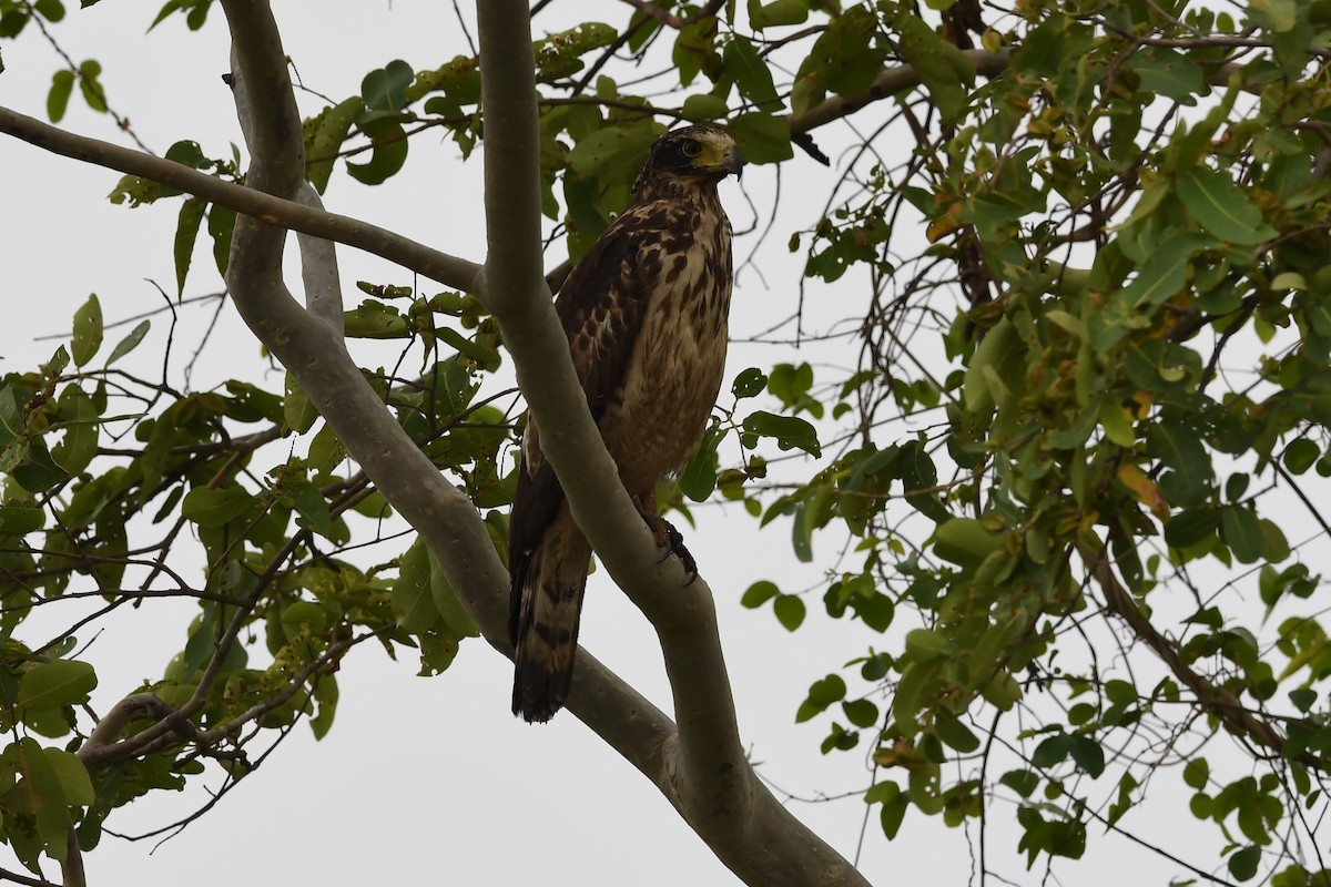 Crested Serpent-Eagle - ML162456021