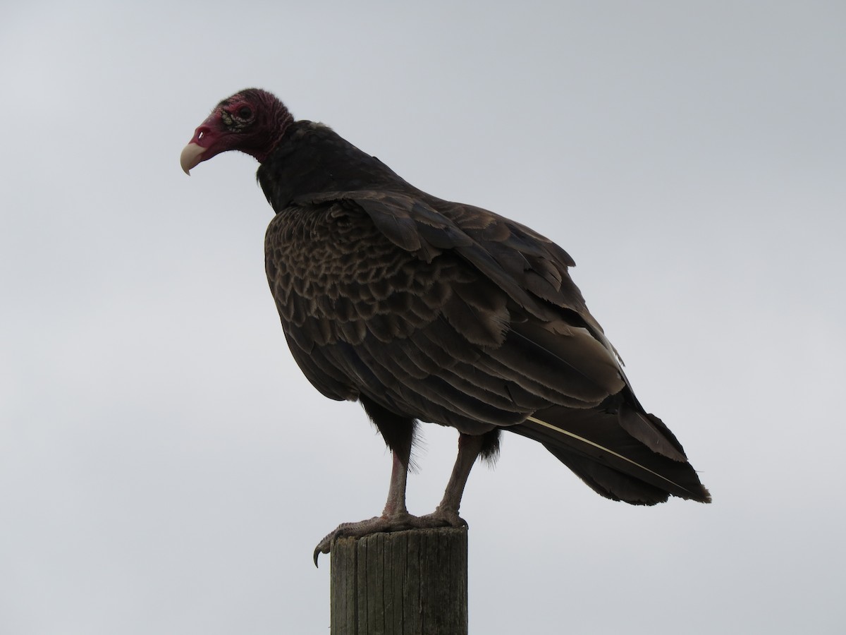Turkey Vulture - T Robertson