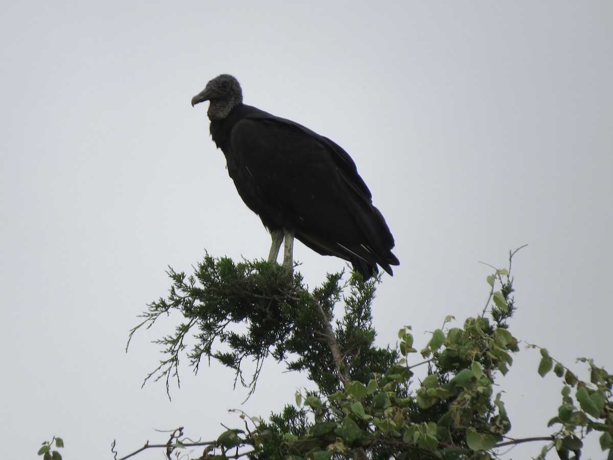 Black Vulture - T Robertson