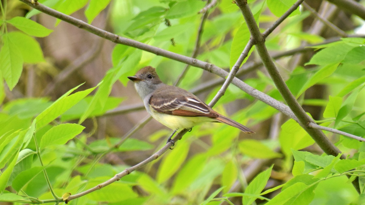 Great Crested Flycatcher - ML162457501