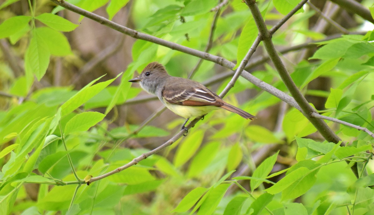 Great Crested Flycatcher - ML162457511