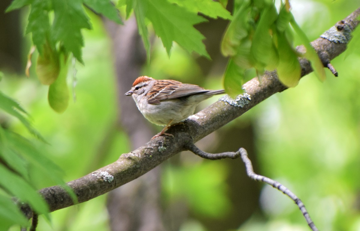 Chipping Sparrow - ML162457781