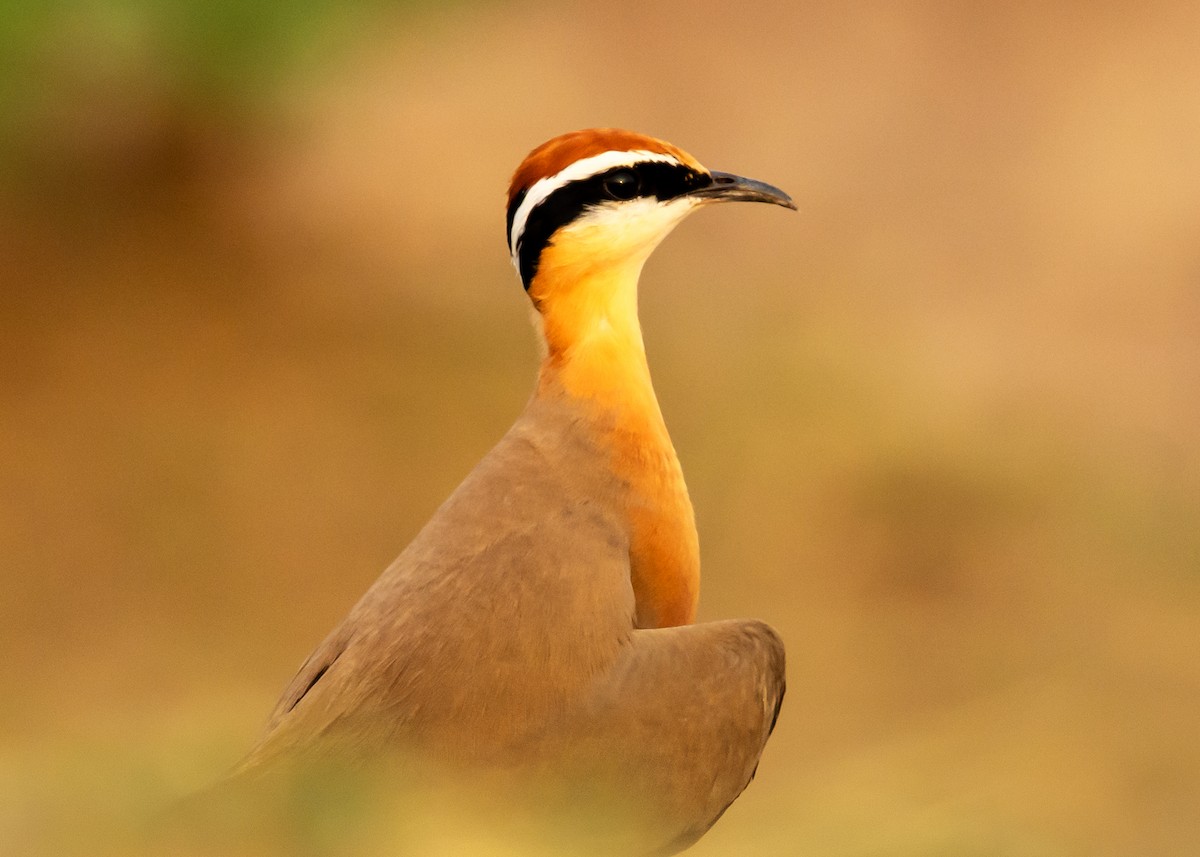Indian Courser - ML162457881