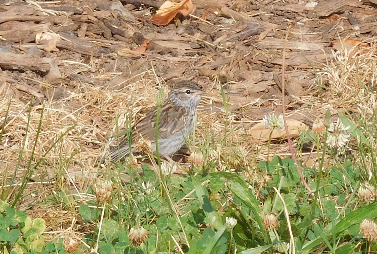 Chipping Sparrow - ML162458191