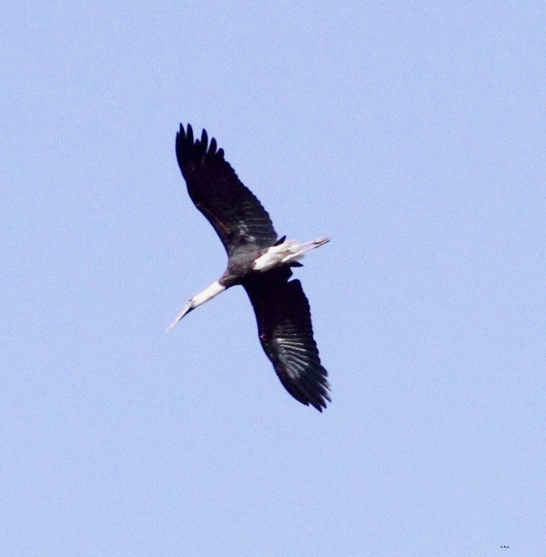 Asian Woolly-necked Stork - ML162462931