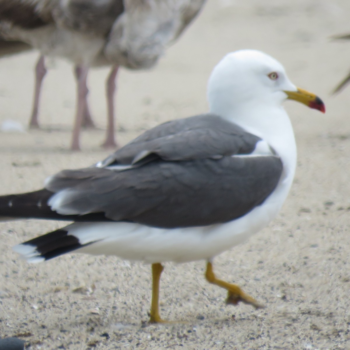 Black-tailed Gull - ML162468481
