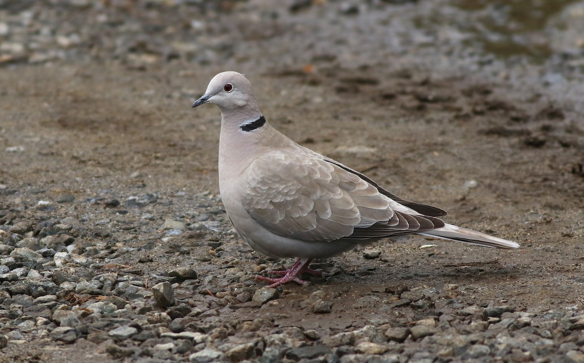 Eurasian Collared-Dove - ML162470171