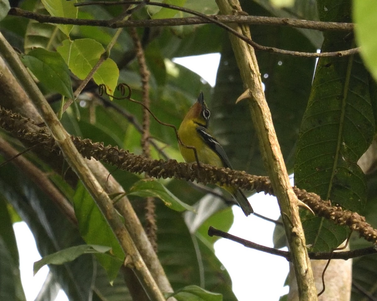 Black-eared Shrike-Babbler - ML162471731