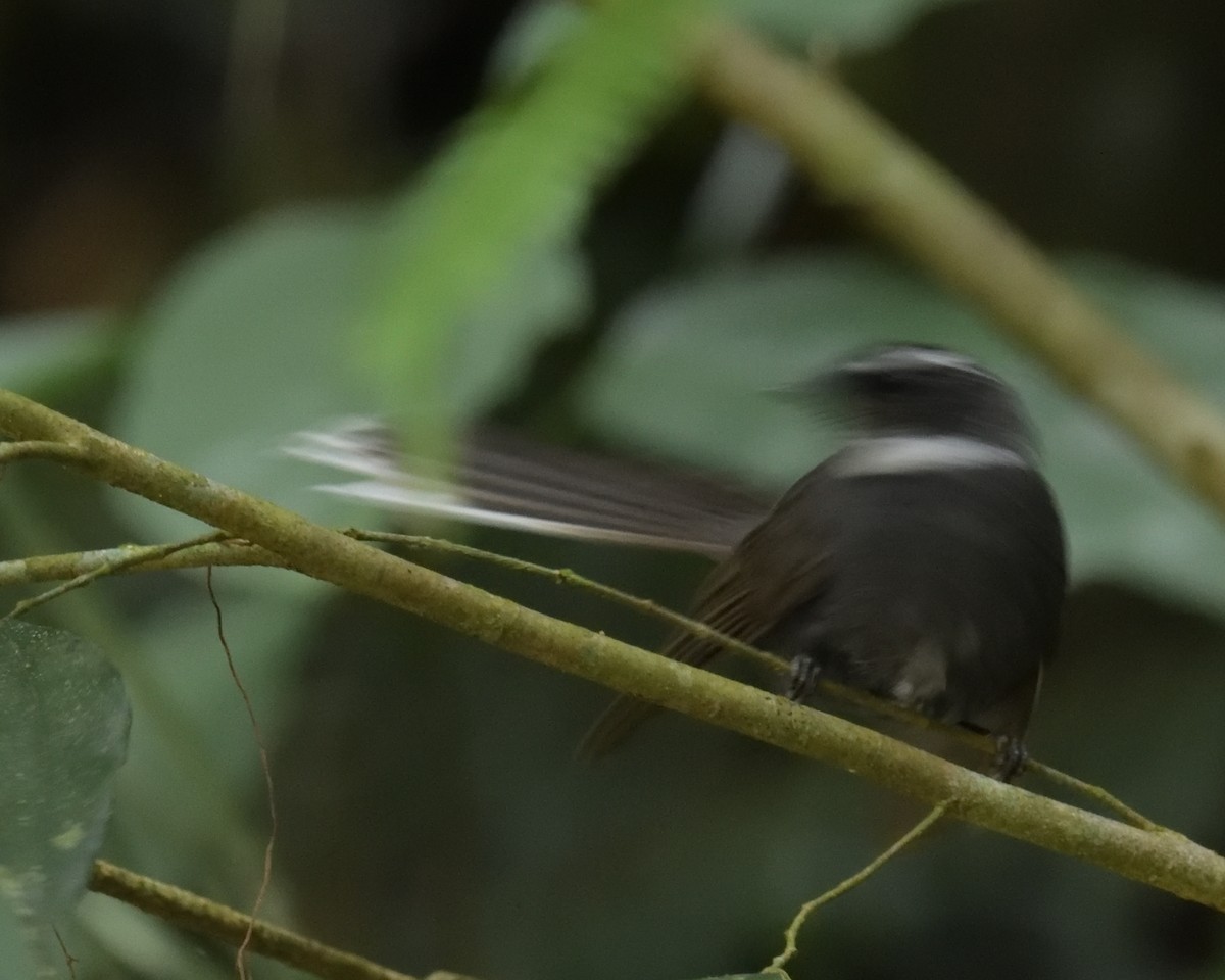 White-throated Fantail - ML162472861