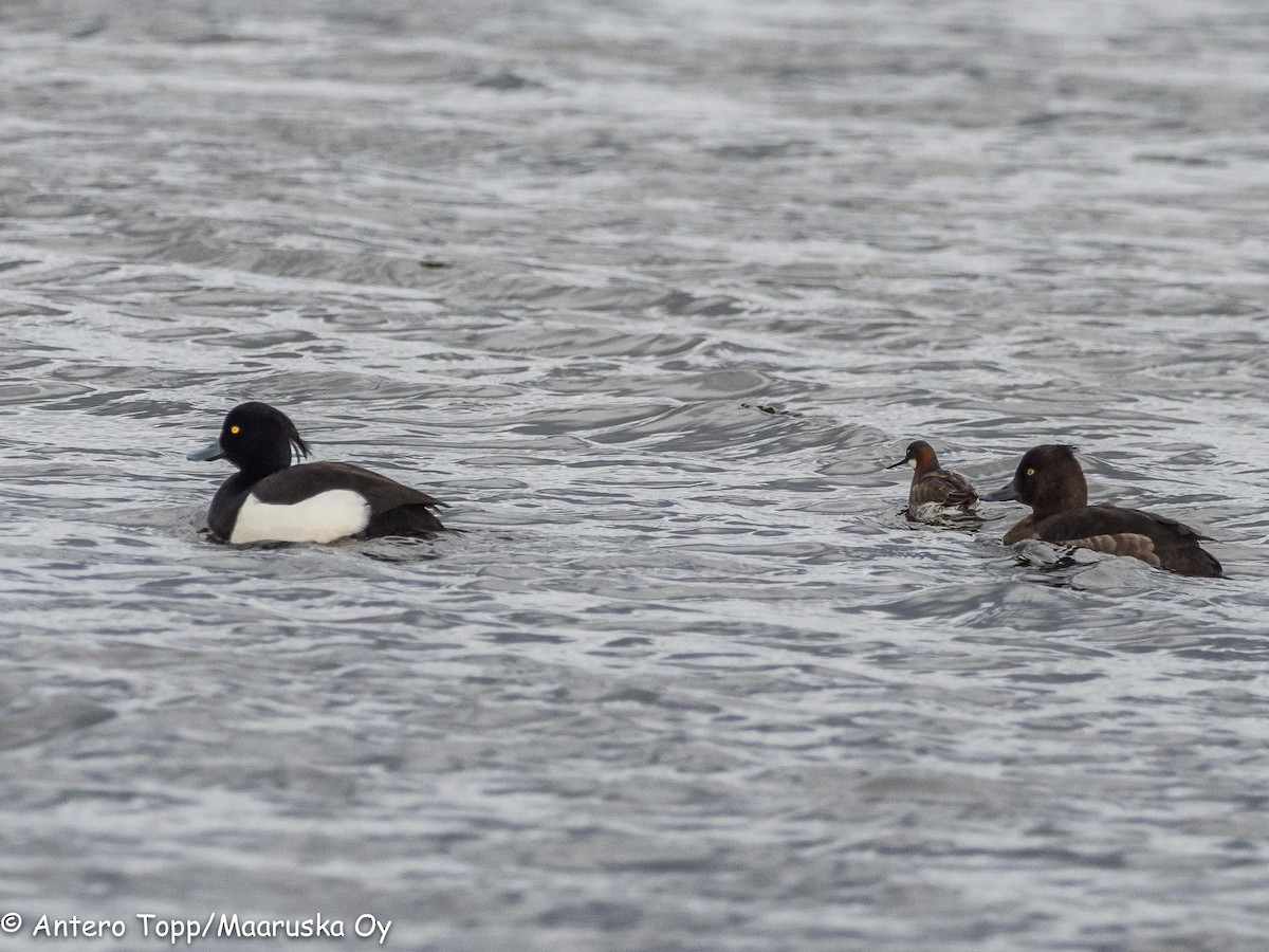 Tufted Duck - ML162472881