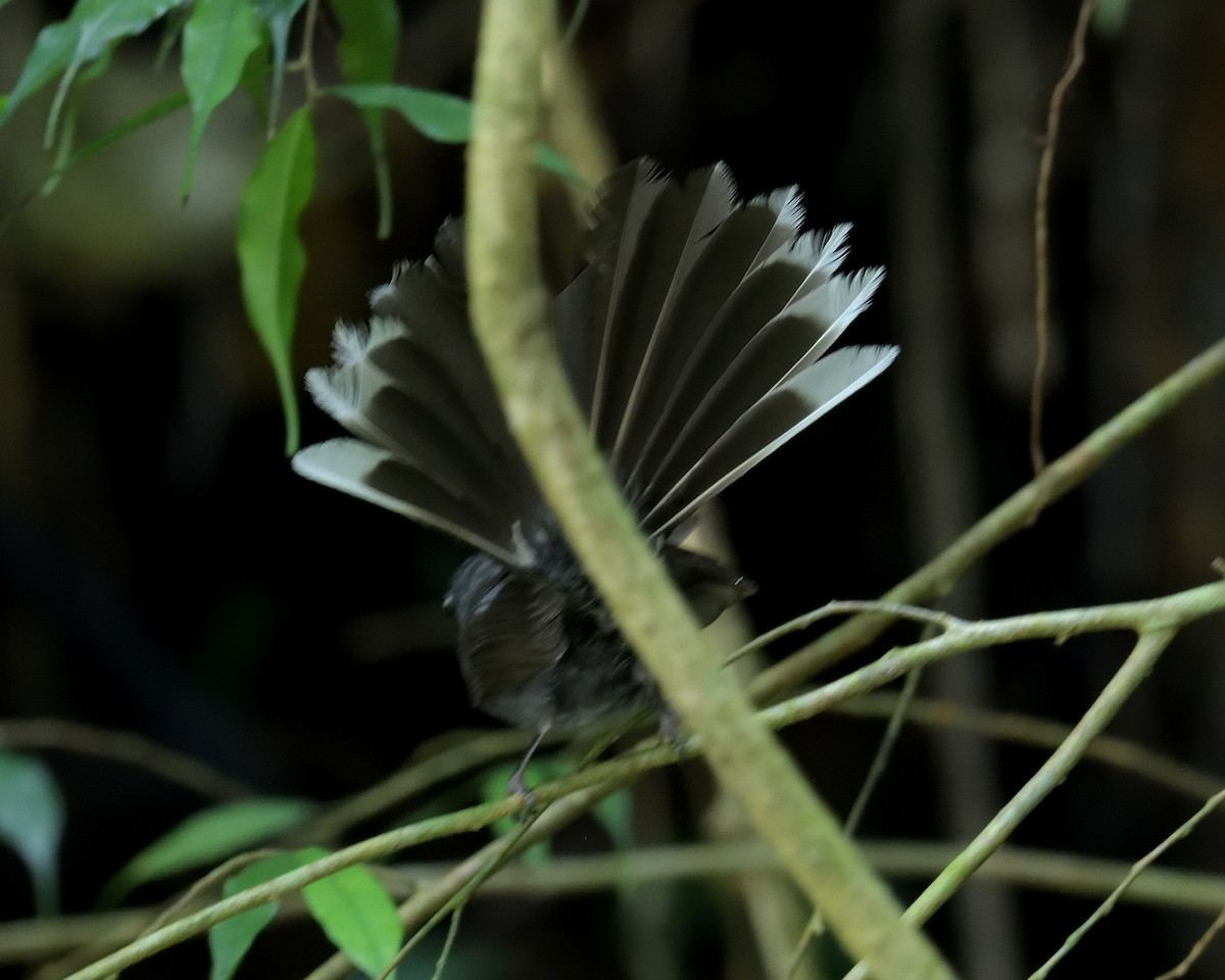 White-throated Fantail - ML162472891