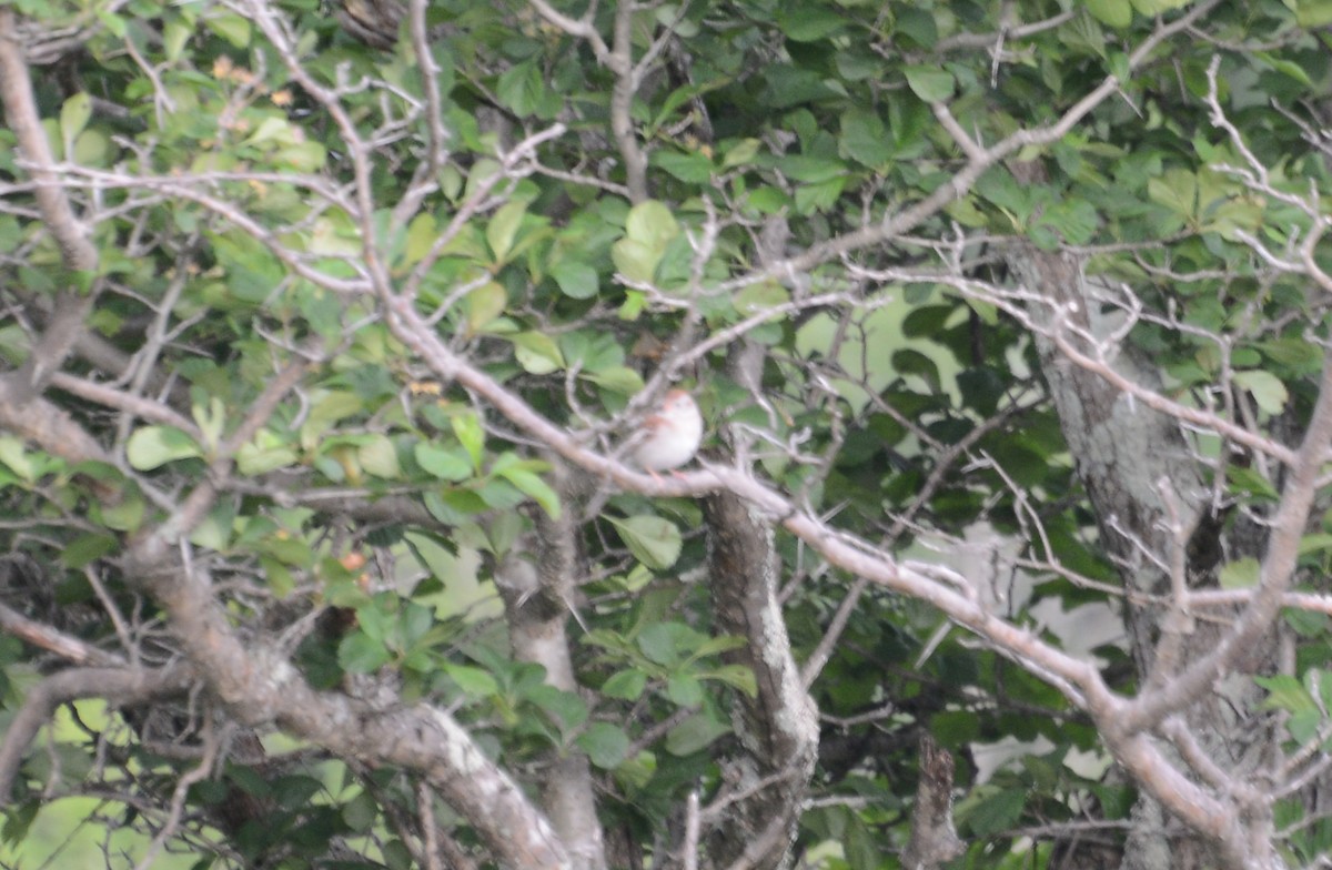 Field Sparrow - ML162473841