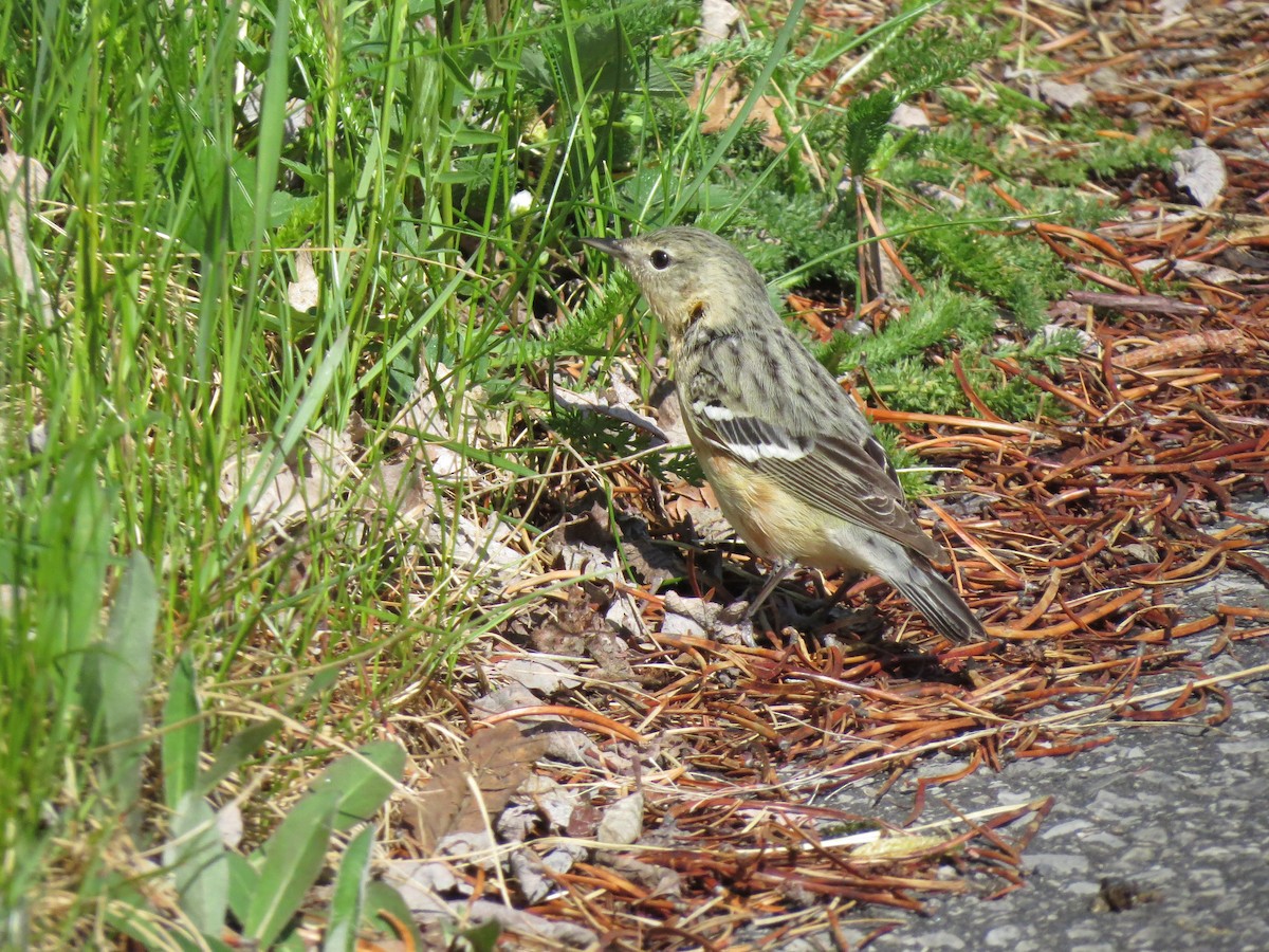 Bay-breasted Warbler - ML162475041