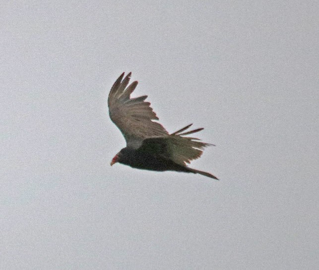 Turkey Vulture - ML162476041