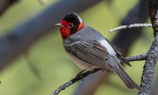  - Red-faced Warbler