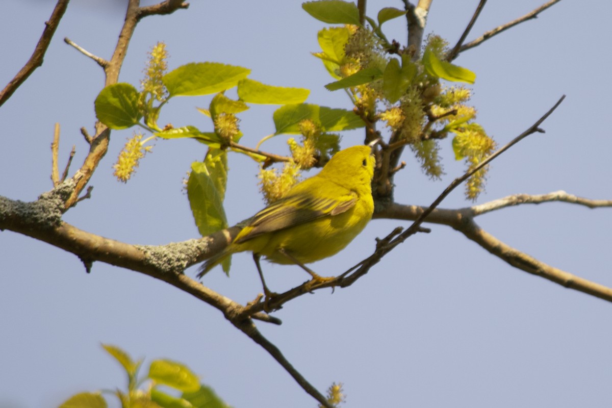 Yellow Warbler - ML162481061