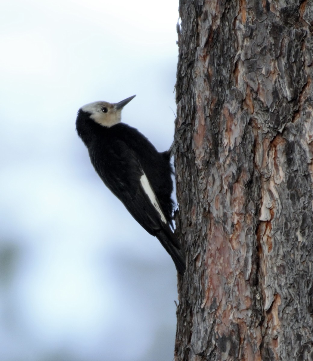 White-headed Woodpecker - Erik Ostrander