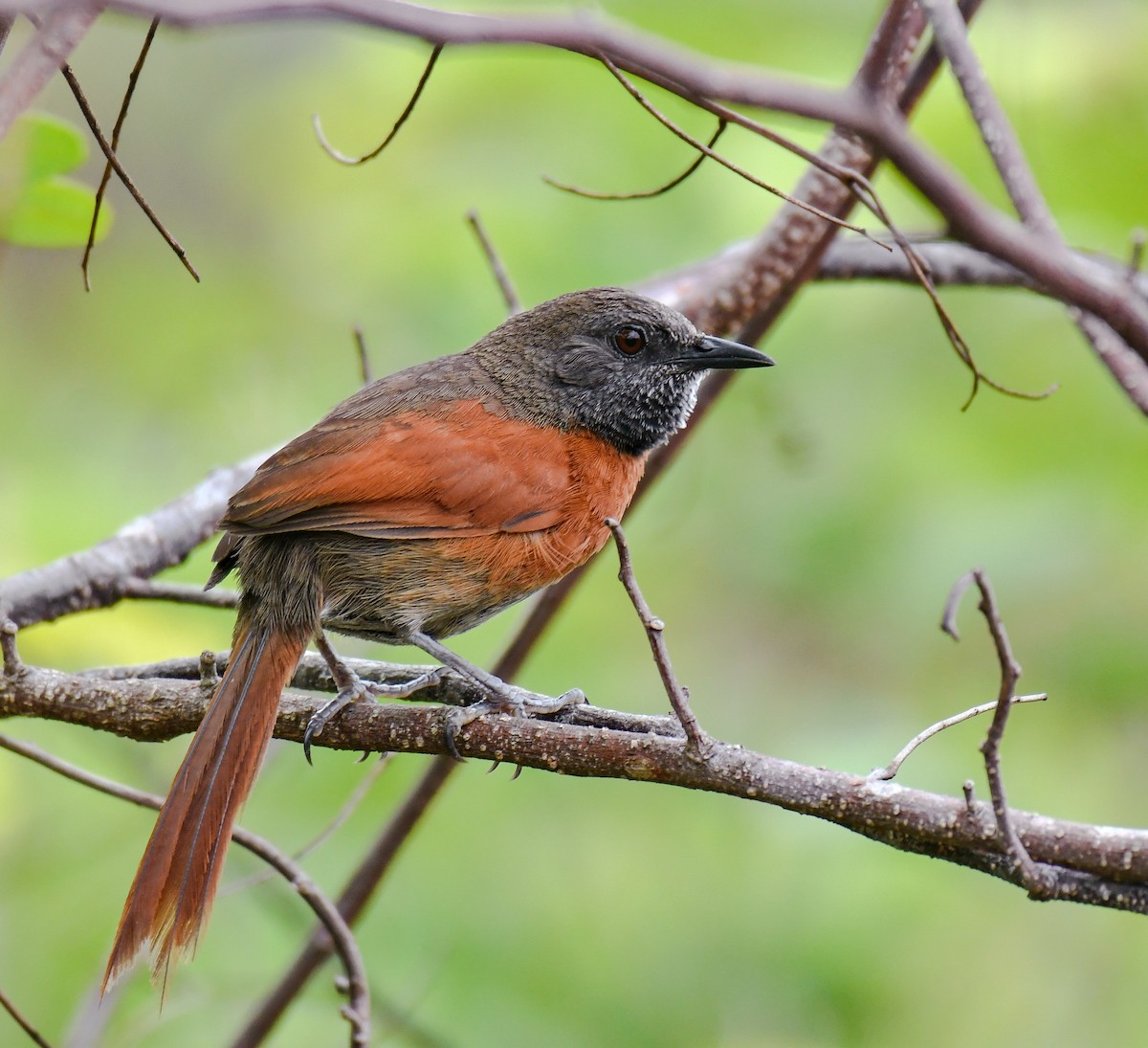 Rufous-breasted Spinetail - ML162483171