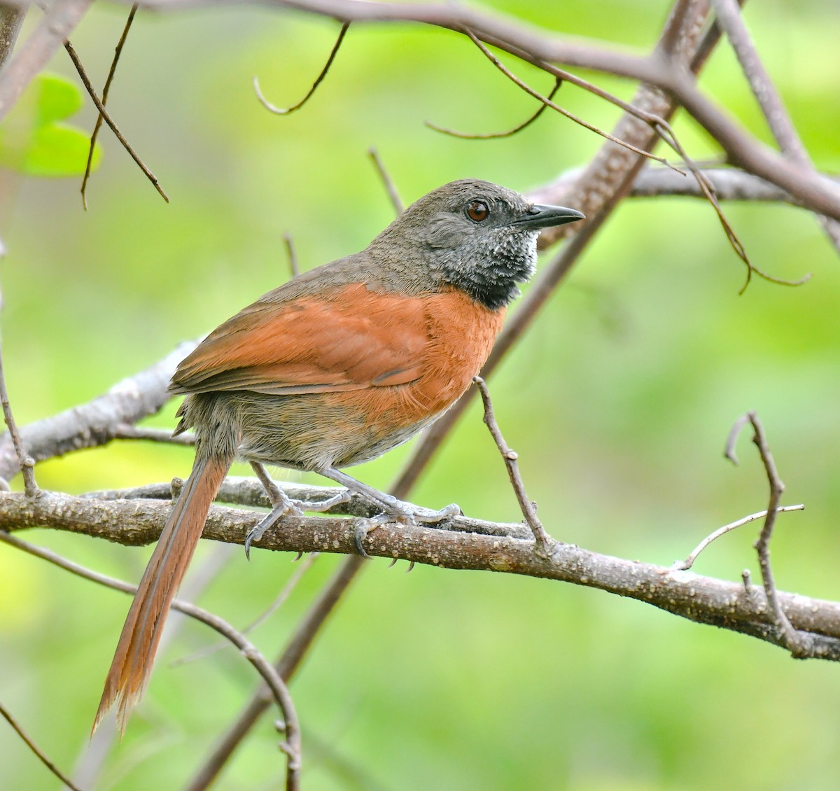 Rufous-breasted Spinetail - ML162483411