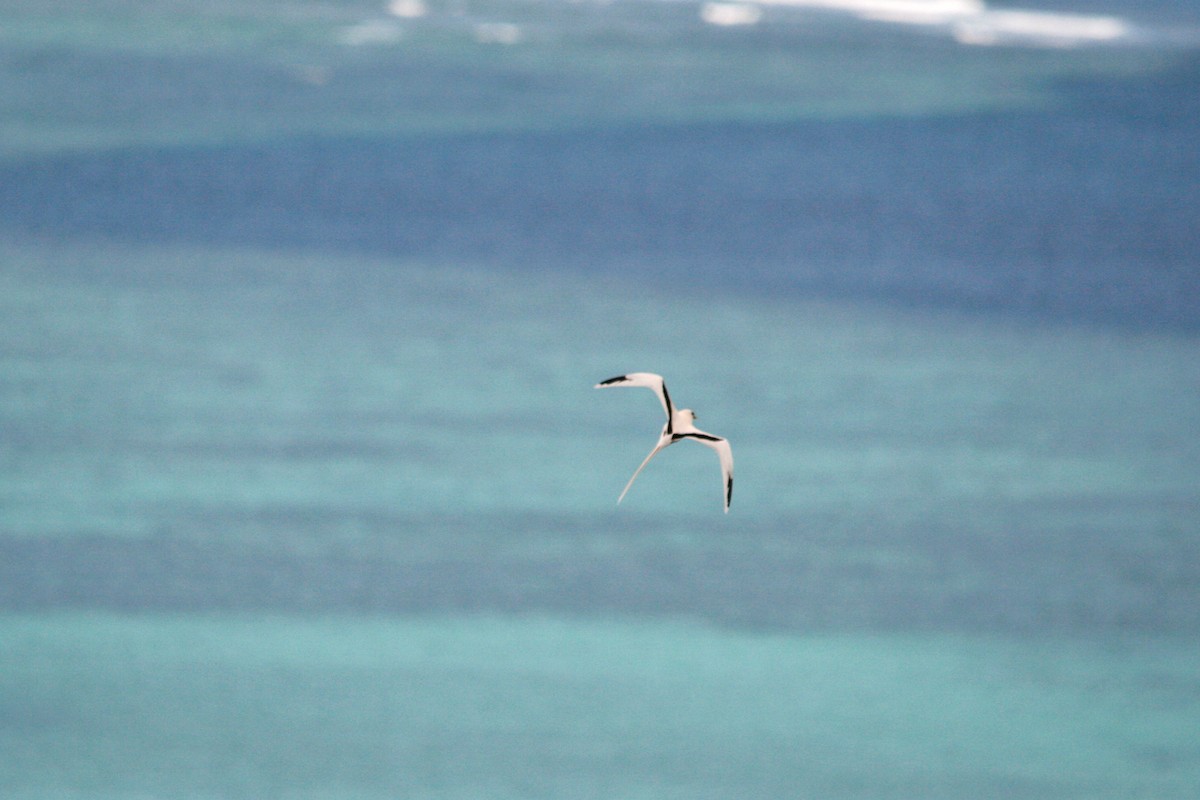 White-tailed Tropicbird (Indian Ocean) - Peter  Steward
