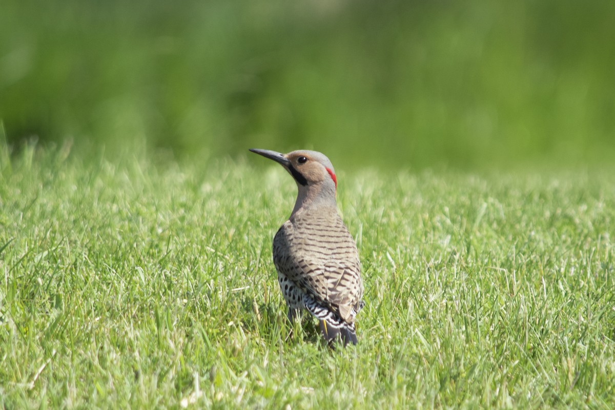 Northern Flicker (Yellow-shafted) - ML162491151