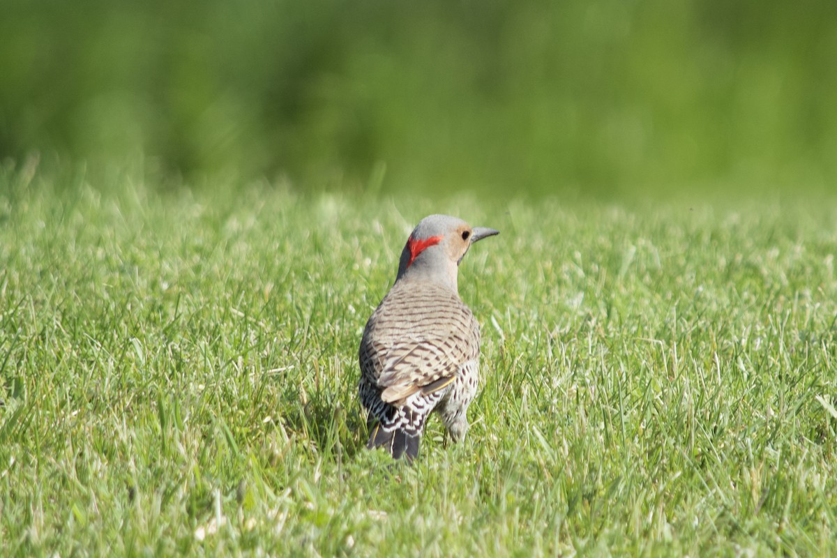 Northern Flicker (Yellow-shafted) - Tabor Wells