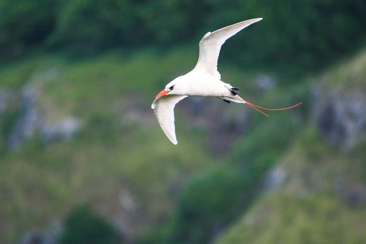 Red-tailed Tropicbird - Peter  Steward