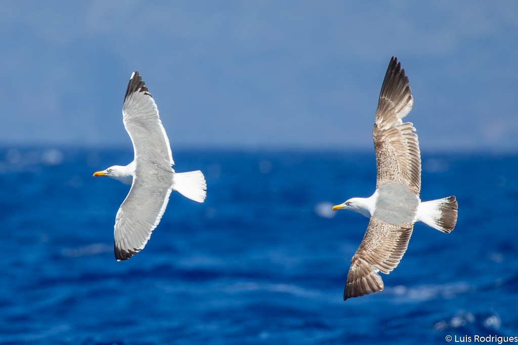 Yellow-legged Gull (atlantis) - ML162493361