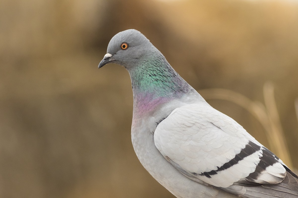 Rock Pigeon (Feral Pigeon) - ML162493671
