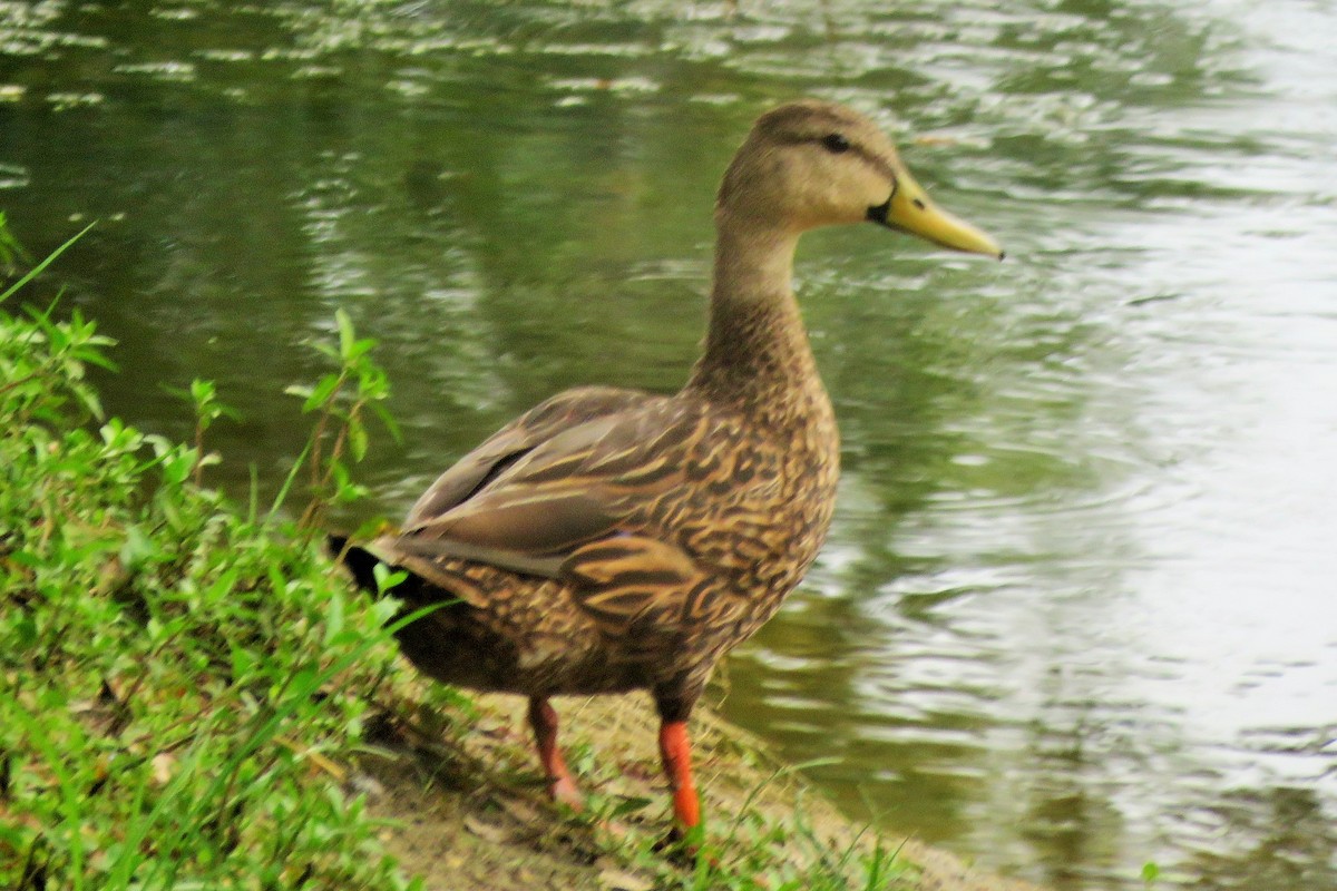 Mottled Duck - ML162494011