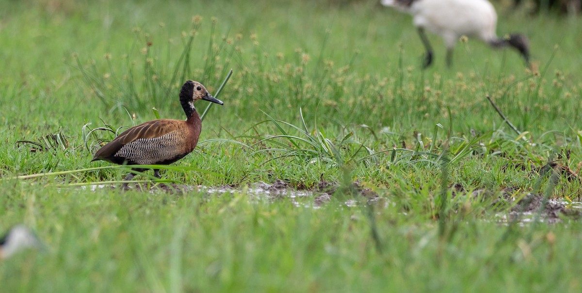 White-faced Whistling-Duck - Forest Botial-Jarvis