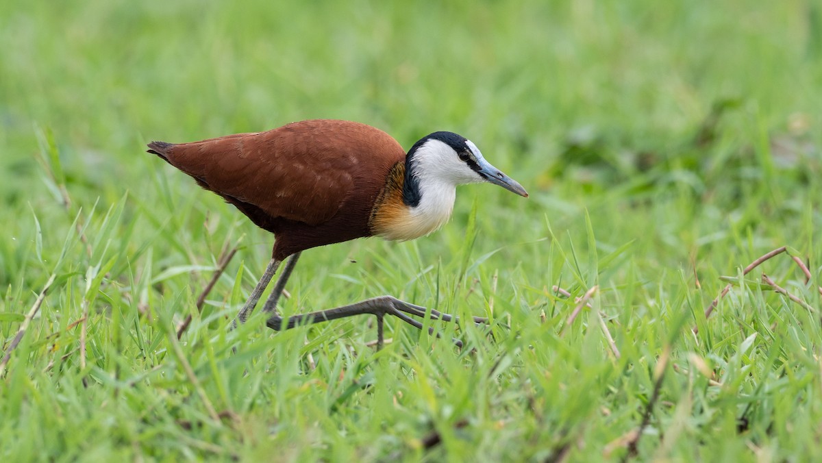 African Jacana - Forest Botial-Jarvis