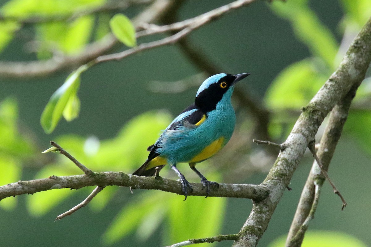Black-faced Dacnis (Yellow-tufted) - ML162499761