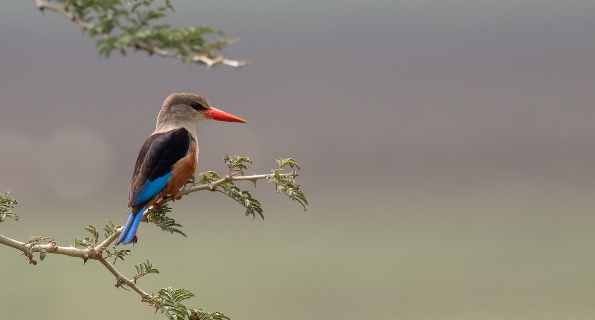 Gray-headed Kingfisher - Forest Botial-Jarvis