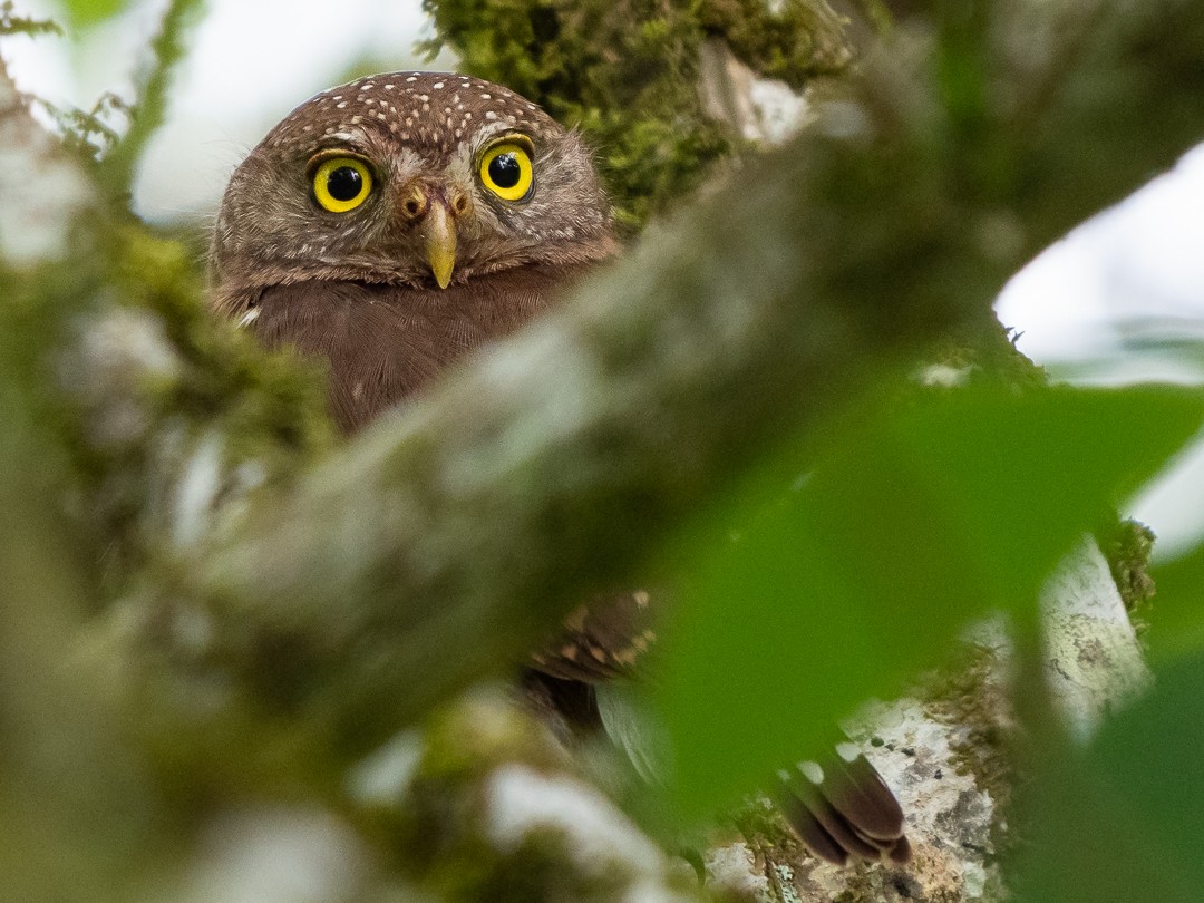 Central American Pygmy-Owl - Chris Fischer