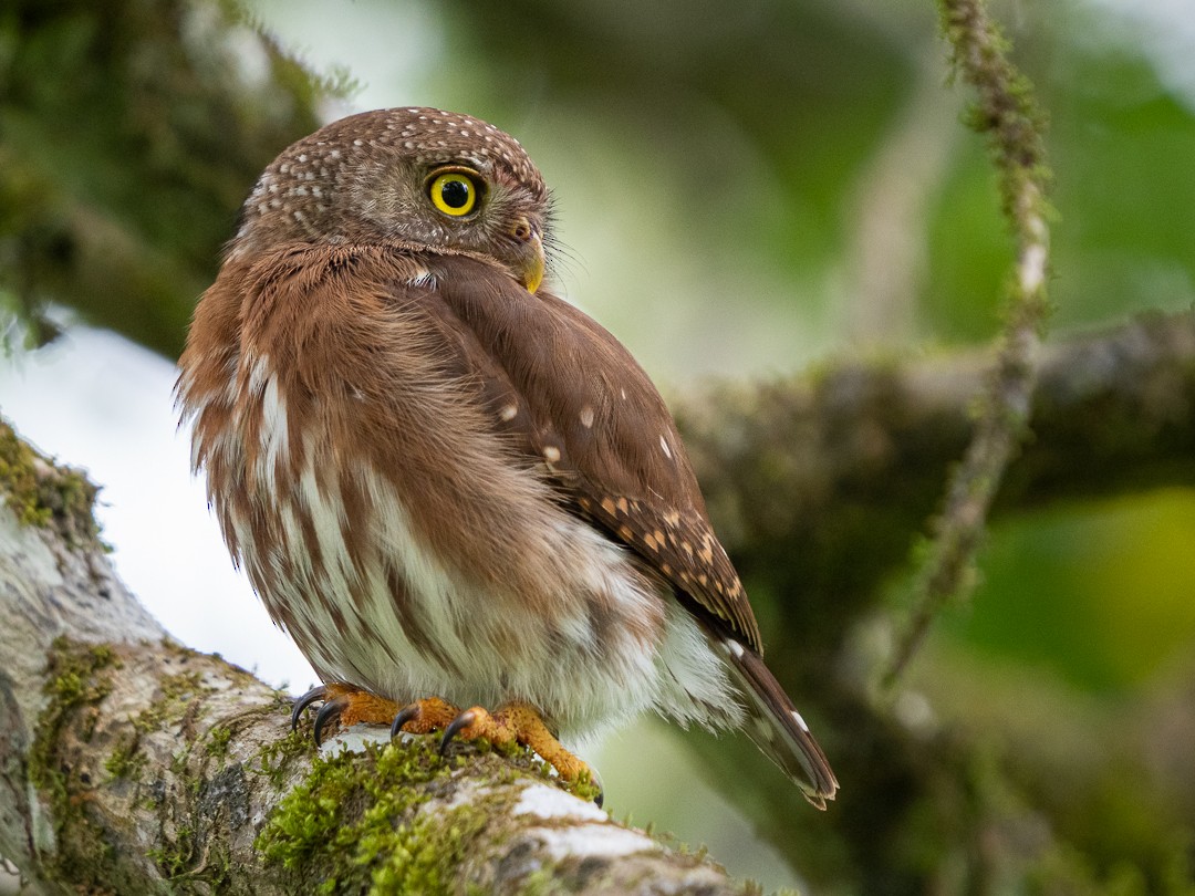 Central American Pygmy-Owl - Chris Fischer