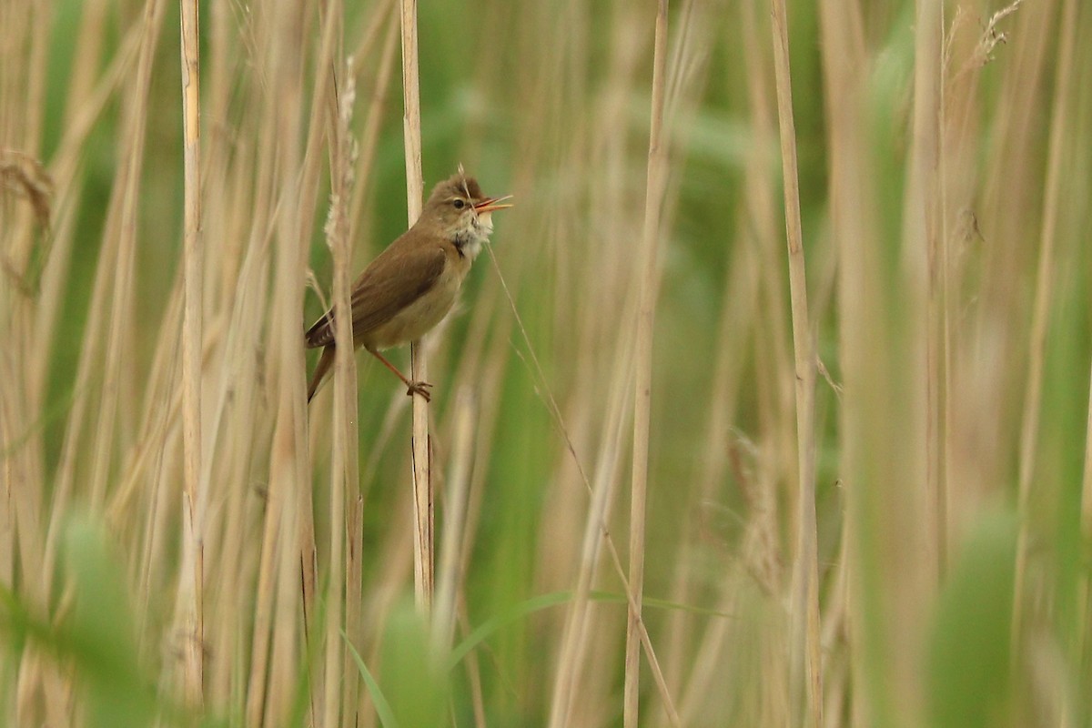 Common Reed Warbler - ML162506571