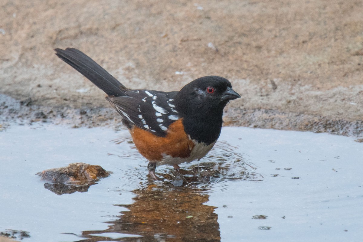 Spotted Towhee - ML162507301