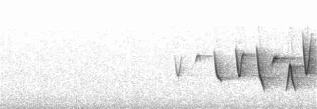 Очковая хвойница - ML162515381